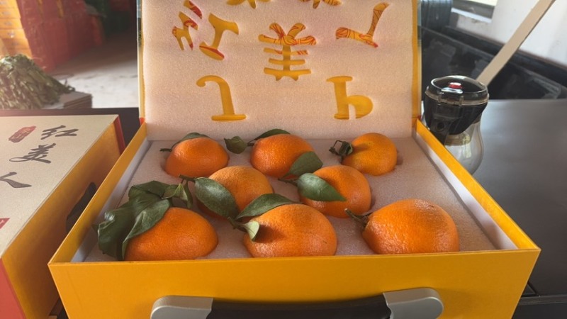 红美人柑橘大量供应，全国发货，诚信经营，可视频看货