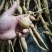 野生牛大力