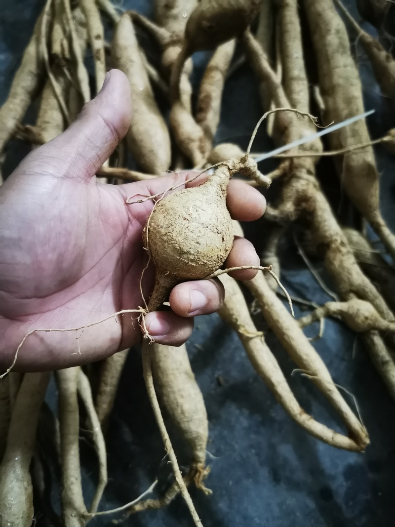 野生牛大力