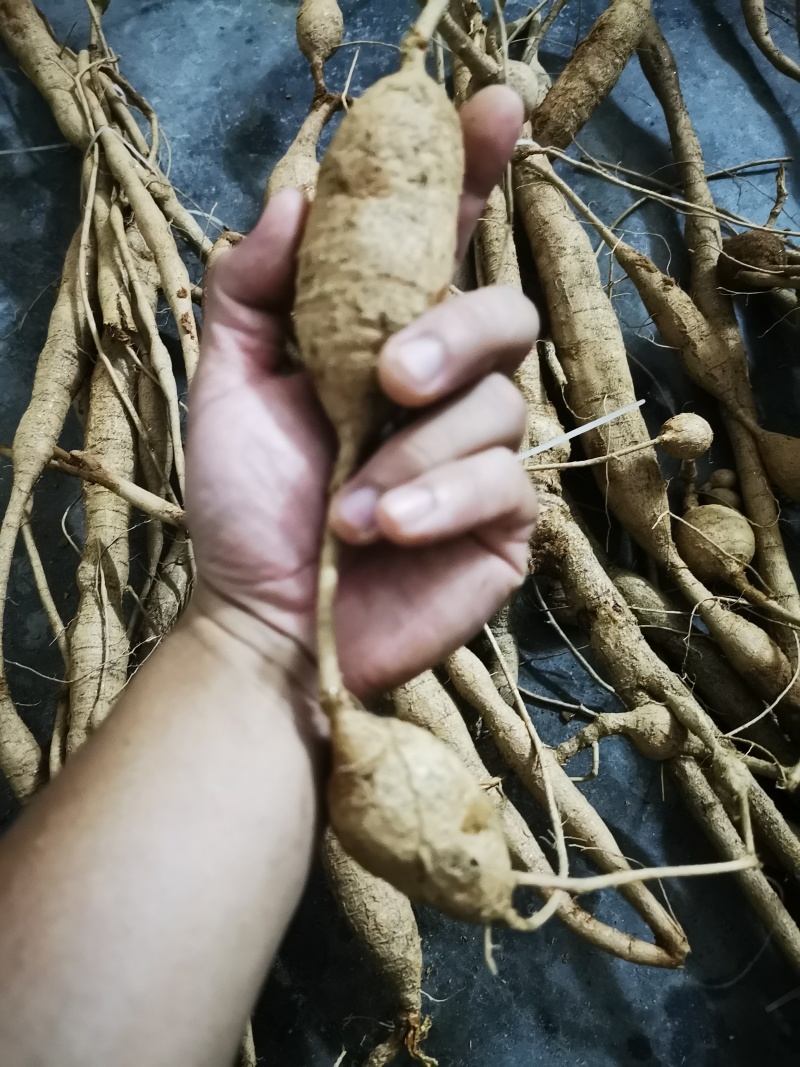野生牛大力