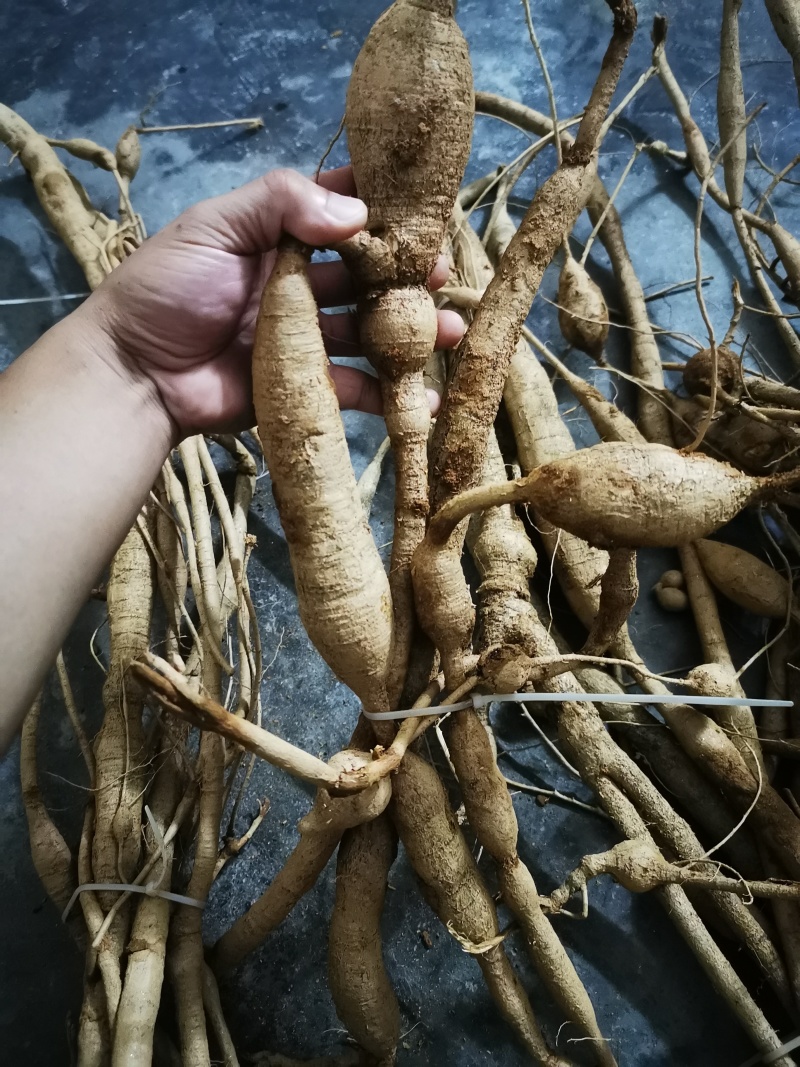 野生牛大力