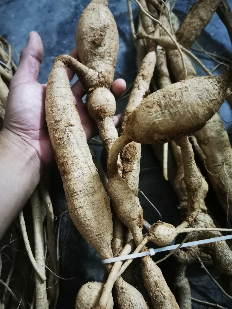 野生牛大力