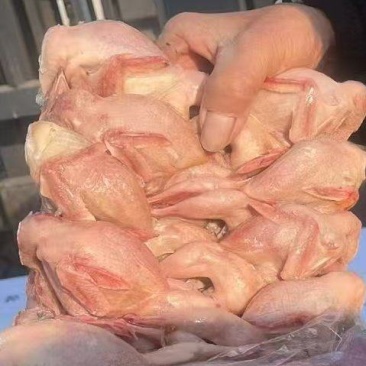 鹌鹑