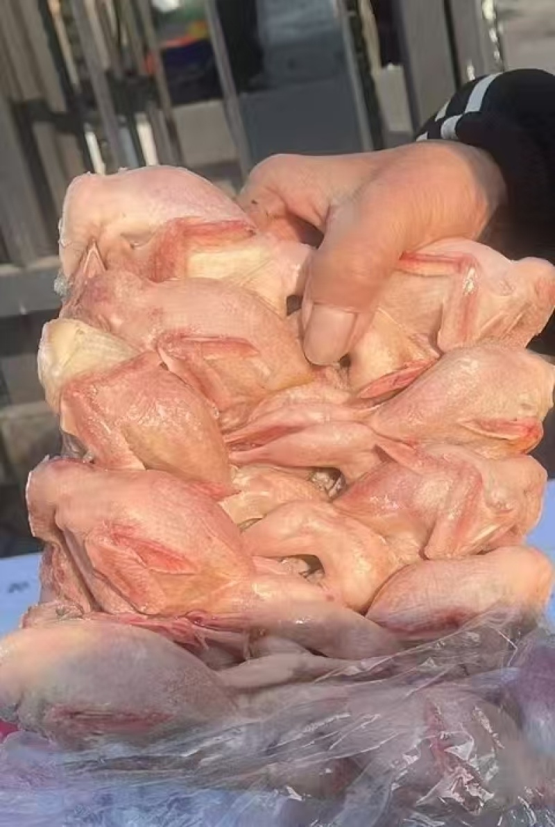鹌鹑