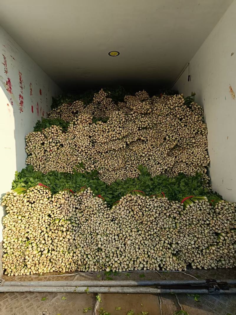 小芹菜西芹毛芹香芹芹菜大棚货精品长期有货