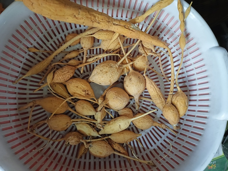 深山牛大力
