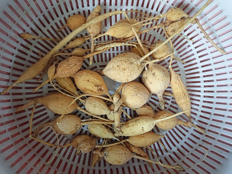 深山牛大力