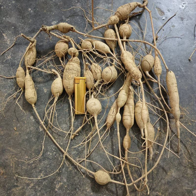 天然牛大力