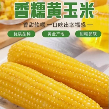 黄糯玉米棒
