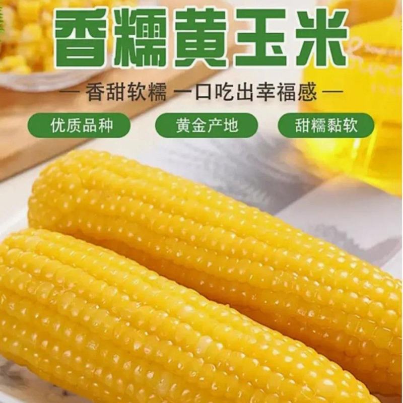 黄糯玉米棒