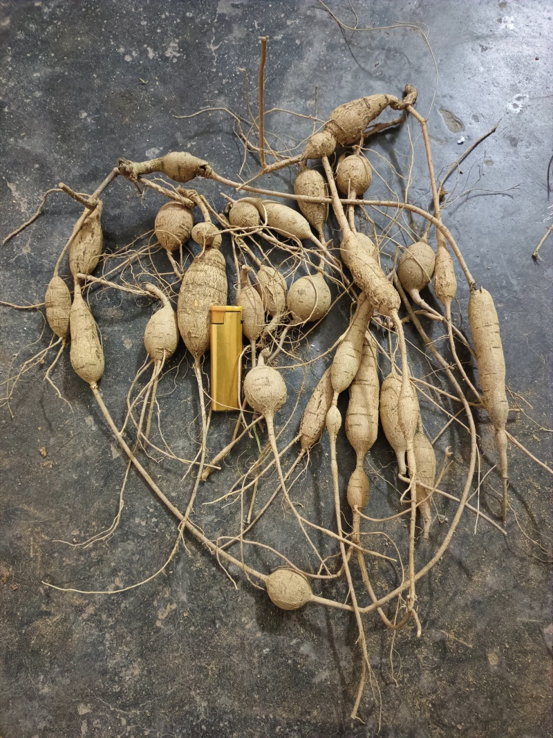 天然牛大力