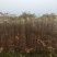 基地直供地径1.5-2公分红油香椿树树苗