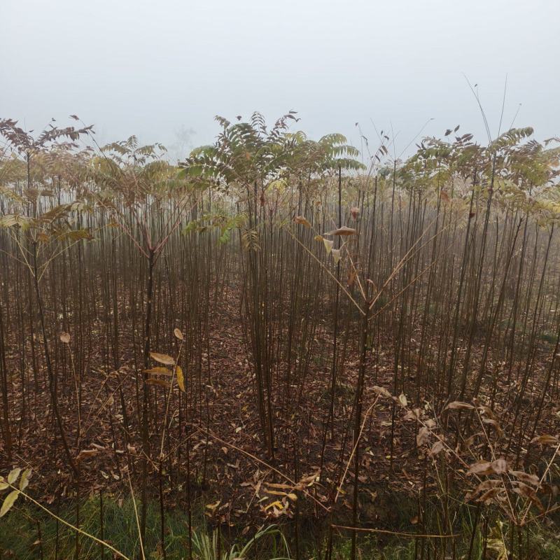 基地直供地径1.5-2公分红油香椿树树苗