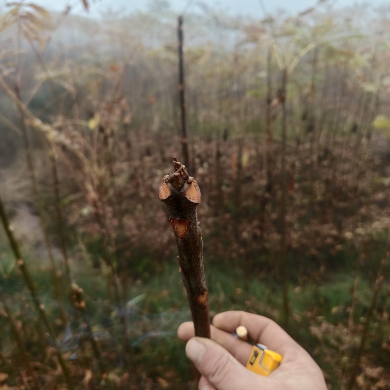基地直供地径1.5-2公分红油香椿树树苗