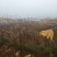 基地直供地径1.5-2公分红油香椿树树苗