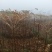基地直供地径1.5-2公分红油香椿树树苗