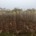基地直供地径1.5-2公分红油香椿树树苗