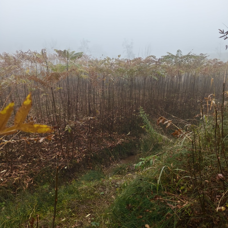 基地直供地径1.5-2公分红油香椿树树苗