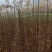 基地直供地径1.5-2公分红油香椿树树苗