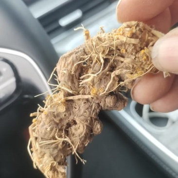 射干个子种植三年鲜货/干货面积五十亩