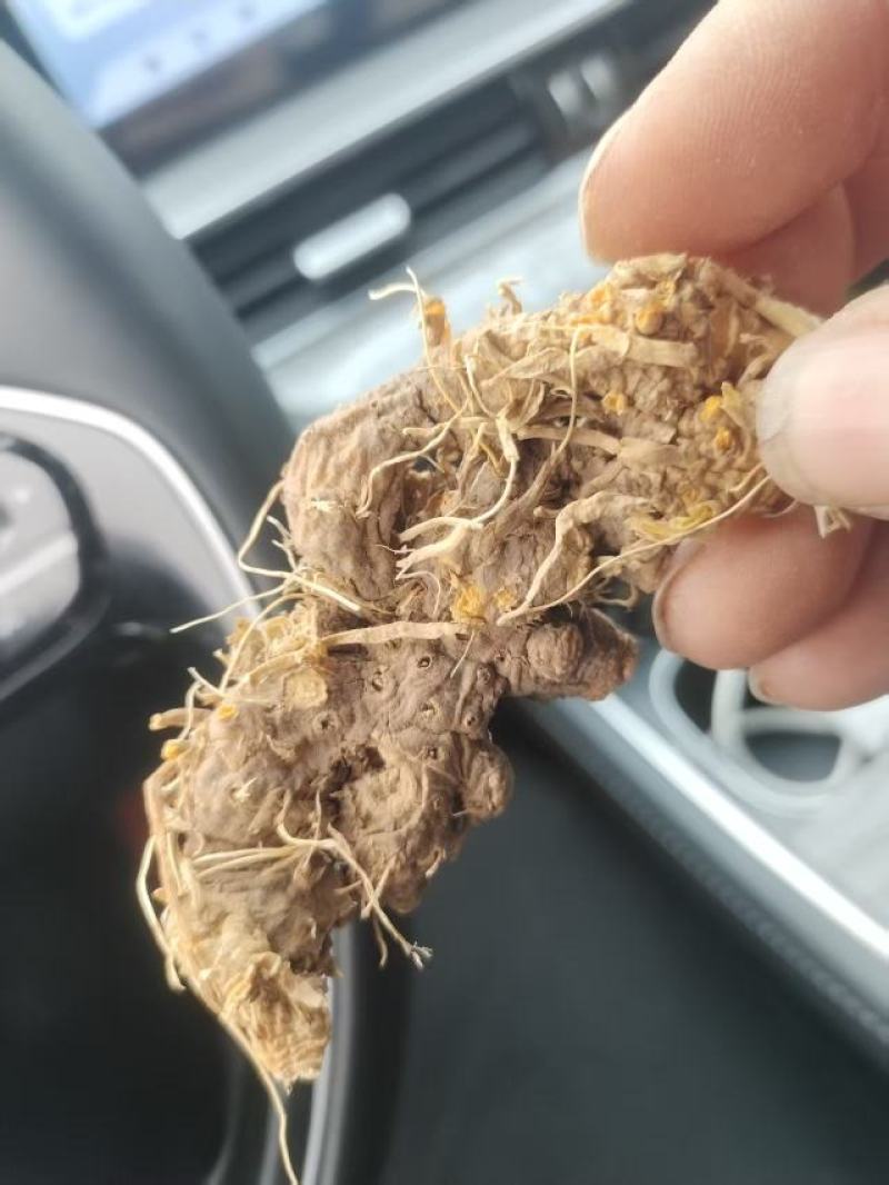 射干个子种植三年鲜货/干货面积五十亩