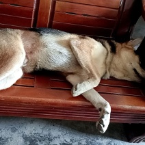 懂人话的狗狗