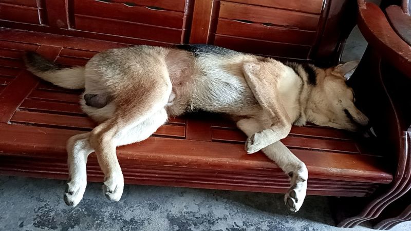 懂人话的狗狗