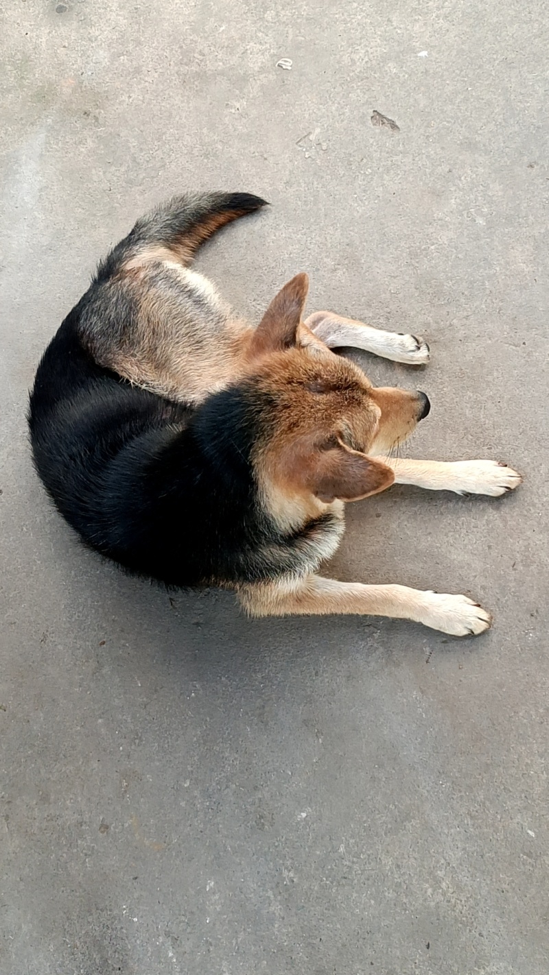 懂人话的狗狗