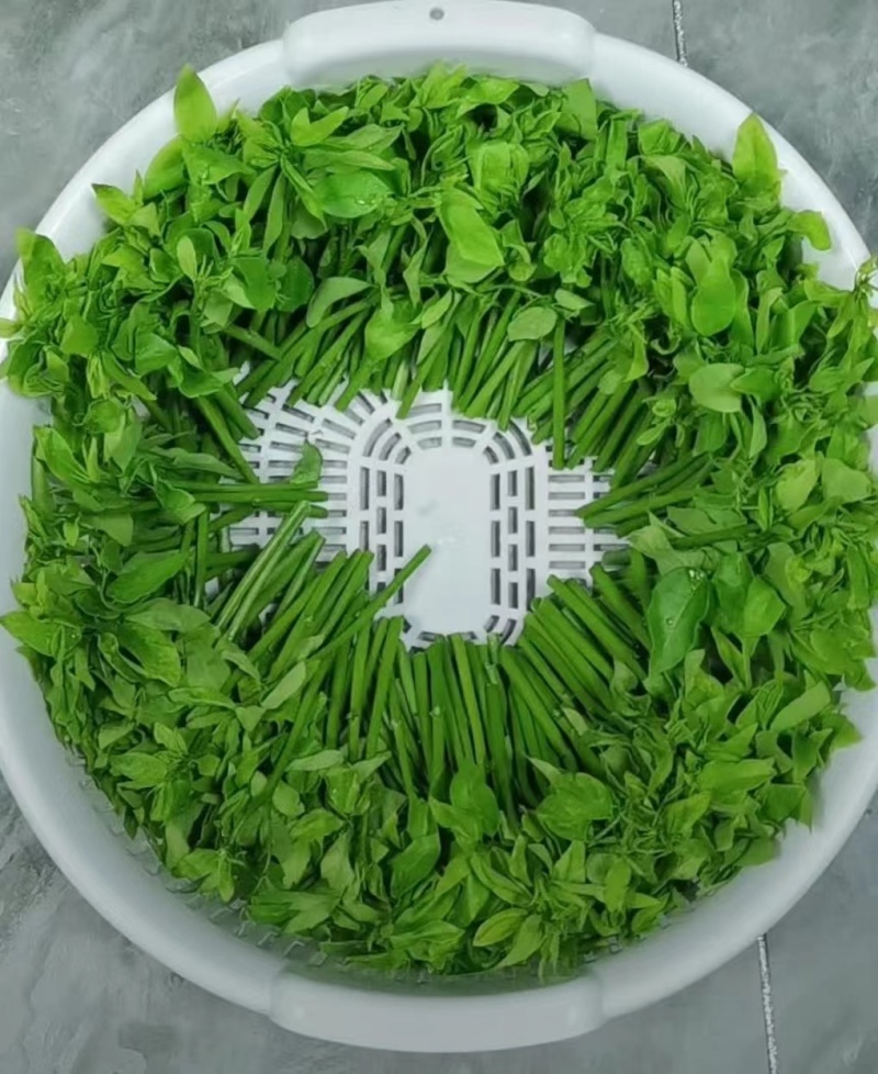 树仔菜/野菜