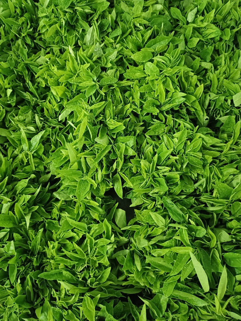 树仔菜/野菜