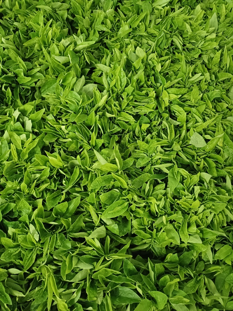 树仔菜/野菜