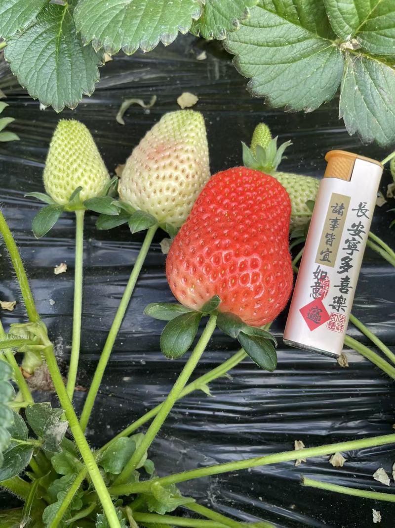 宁玉，妙香草莓