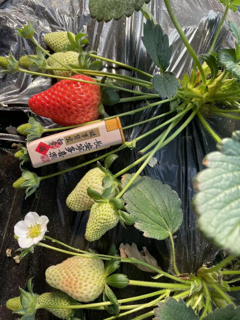 宁玉，妙香草莓
