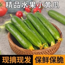 山东寿光水果黄瓜小乳瓜小青瓜电商货社区团购整车批发