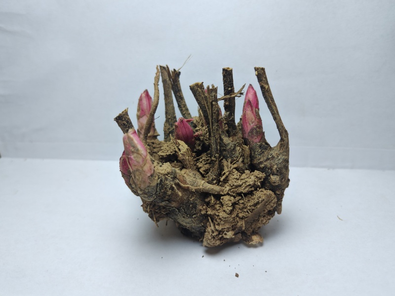 亳州本地白芍芽子