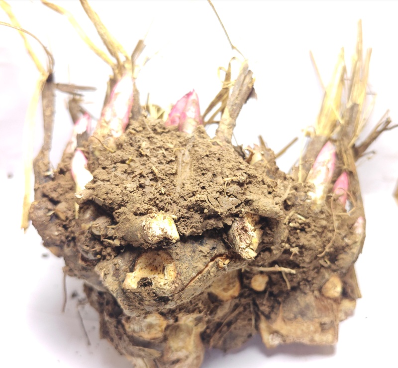 亳州本地白芍芽子