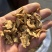 秦艽秦艽片中药材批发零售各种中药材大量到货