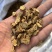 秦艽秦艽片中药材批发零售各种中药材大量到货
