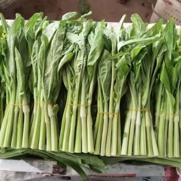 正宗湖南品种白菜苔（广州菜心）一级品