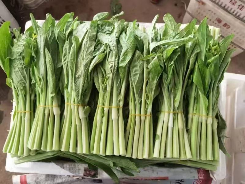正宗湖南品种白菜苔（广州菜心）一级品