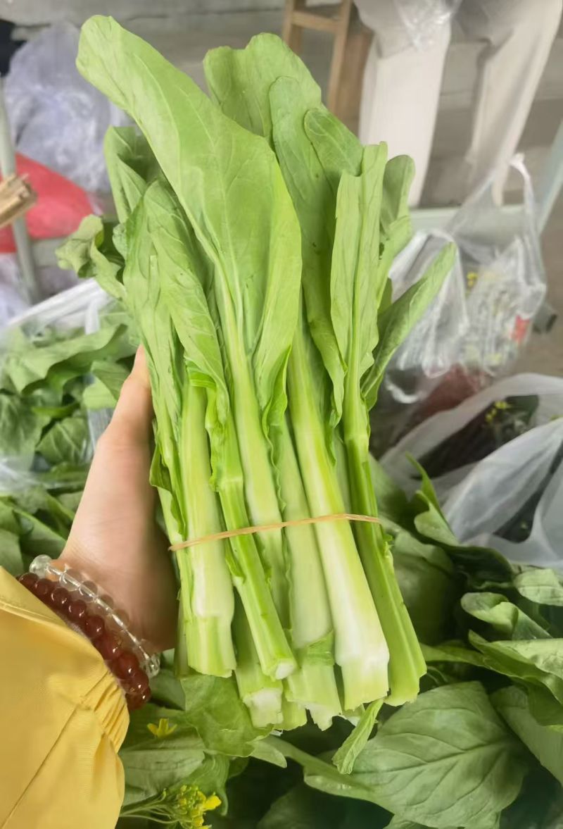 正宗湖南品种白菜苔（广州菜心）一级品
