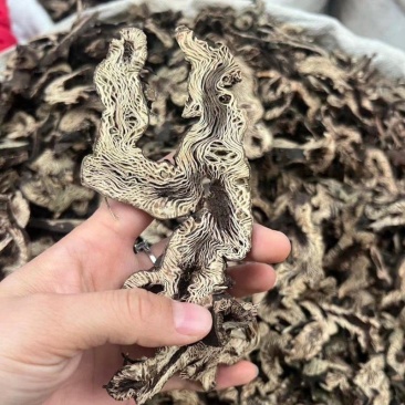 中药材升麻，各种各样的规格都有现货大货需要的老板可以下单