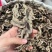 中药材升麻，各种各样的规格都有现货大货需要的老板可以下单