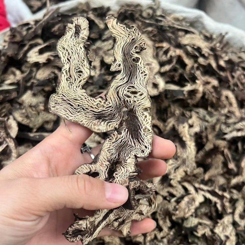 中药材升麻，各种各样的规格都有现货大货需要的老板可以下单