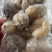 高质量珍珠球参规格齐全厂家直销