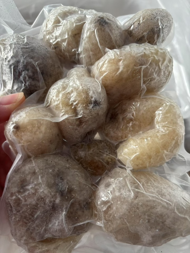 高质量珍珠球参规格齐全厂家直销