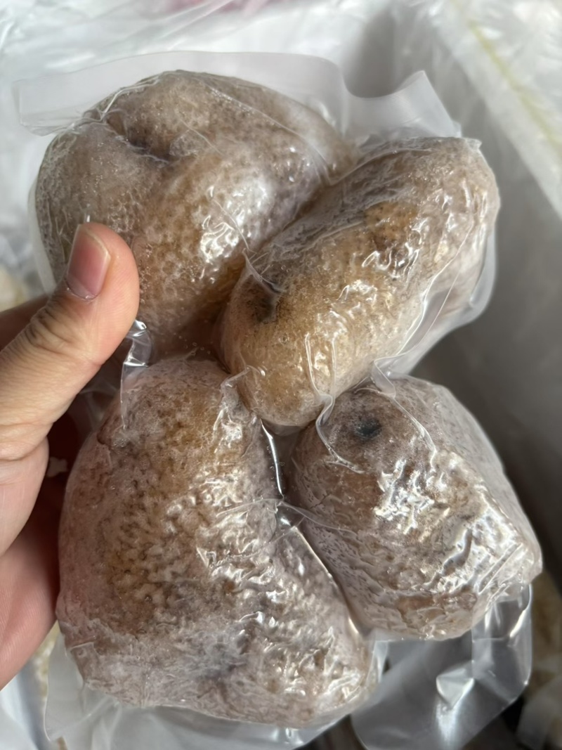 高质量珍珠球参规格齐全厂家直销