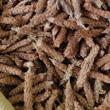 中药材，夏枯草，夏枯球，各种各样的规格都有现货大货