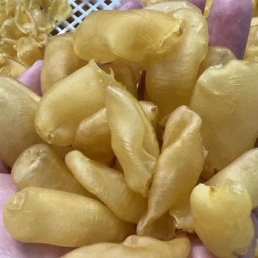 缅甸珍珠胶规格可定做