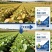 膨化磷二氢钾通用型磷钾肥蔬菜果树茶叶烟叶面喷施飞防速溶型